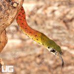 ug_Red_necked_Keelback_Snake_1.jpg