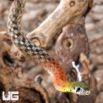 ug_Red_necked_Keelback_Snake_2.jpg