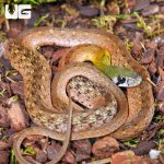 ug_Red_necked_Keelback_Snake_3.jpg