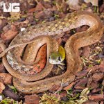ug_Red_necked_Keelback_Snake_4.jpg