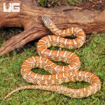 ug_Yearling_Hypo_Brooks_Kingsnake_2.jpg