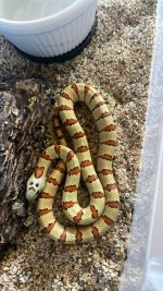 IMG_1800.jpeg