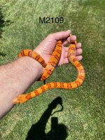 IMG_1812.jpeg