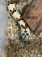 IMG_0997.jpeg