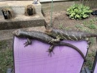 IMG_0196.jpeg