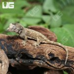 ug_Baby_Pine_Island_Chahoua_Gecko_#1_1.jpg
