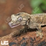 ug_Baby_Pine_Island_Chahoua_Gecko_#1_2.jpg