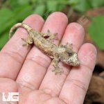 ug_Baby_Pine_Island_Chahoua_Gecko_#1_3.jpg