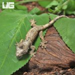 ug_Baby_Pine_Island_Chahoua_Gecko_#1_4.jpg