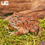 ug_Red_Coffee_Pacman_frog_4.jpg
