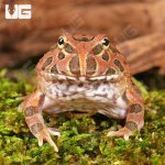 ug_Red_Coffee_Pacman_frog_3.jpg