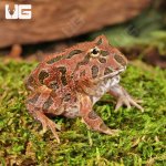 ug_Red_Coffee_Pacman_frog_2.jpg