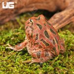 ug_Red_Coffee_Pacman_frog_1.jpg