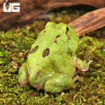 ug_Two_Spot_Matcha_Pacman_Frog_4.jpg