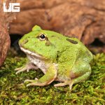 ug_Two_Spot_Matcha_Pacman_Frog_3.jpg