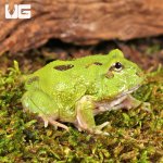 ug_Two_Spot_Matcha_Pacman_Frog_2.jpg