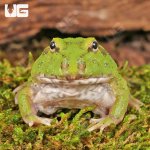 ug_Two_Spot_Matcha_Pacman_Frog_1.jpg