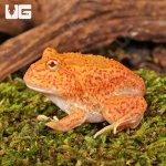 ug_Yellow_Coral_Blaze_Pacman_Frog_4.jpg