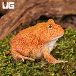 ug_Yellow_Coral_Blaze_Pacman_Frog_3.jpg