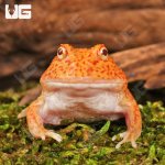 ug_Yellow_Coral_Blaze_Pacman_Frog_2.jpg
