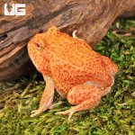 ug_Yellow_Coral_Blaze_Pacman_Frog_1.jpg