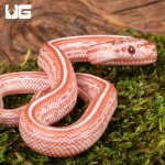 ug_Baby_Lava_Tessera_Cornsnake_4.jpg