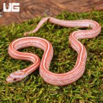 ug_Baby_Lava_Tessera_Cornsnake_3.jpg