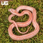 ug_Baby_Lava_Tessera_Cornsnake_2.jpg