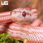 ug_Baby_Lava_Tessera_Cornsnake_1.jpg