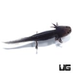 ug_melanoid_axolotl_2.jpg