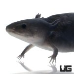 ug_melanoid_axolotl_4.jpg