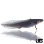 ug_melanoid_axolotl_3.jpg