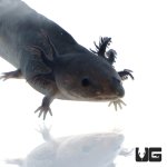 ug_melanoid_axolotl_1.jpg