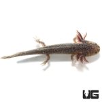 ug_sub_adult_axanthic_axolotl_4.jpg