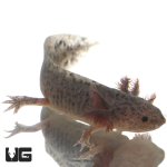 ug_sub_adult_axanthic_axolotl_3.jpg