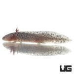 ug_sub_adult_axanthic_axolotl_2.jpg