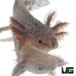ug_sub_adult_axanthic_axolotl_1.jpg