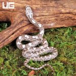ug_Baby_Grey_Ratsnake_1.jpg