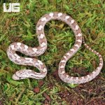 ug_Baby_Grey_Ratsnake_2.jpg