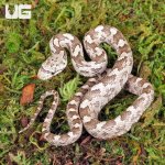 ug_Baby_Grey_Ratsnake_6.jpg