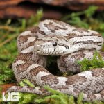 ug_Baby_Grey_Ratsnake_5.jpg