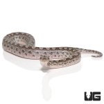 ug_baby_argentine_rainbow_boa_4.jpg