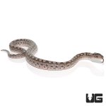 ug_baby_argentine_rainbow_boa_3.jpg