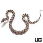ug_baby_argentine_rainbow_boa_2.jpg