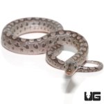 ug_baby_argentine_rainbow_boa_1.jpg