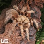 ug_Arizona_Blonde_Tarantula_(3-4″)_4.jpg