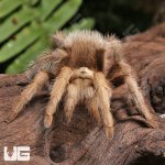 ug_Arizona_Blonde_Tarantula_(3-4″)_3.jpg