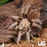 ug_Arizona_Blonde_Tarantula_(3-4″)_2.jpg
