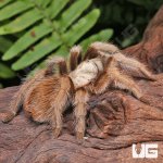 ug_Arizona_Blonde_Tarantula_(3-4″)_1.jpg