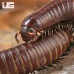 ug_chocolate_desert_millipede_4.jpg